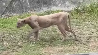  Puma en mal estado de salud aparece en zona urbana de Monterrey y caza a un gato   