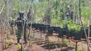 Es el primer invernadero de este tipo que se localiza en el Sur de Quintana Roo