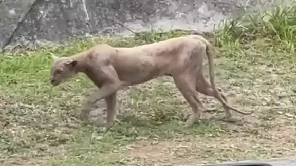 Vecinos de la zona reportaron que no es la primera vez que se avista a este tipo de fauna en el área Vecinos de la zona reportaron que no es la primera vez que se avista a este tipo de fauna en el área