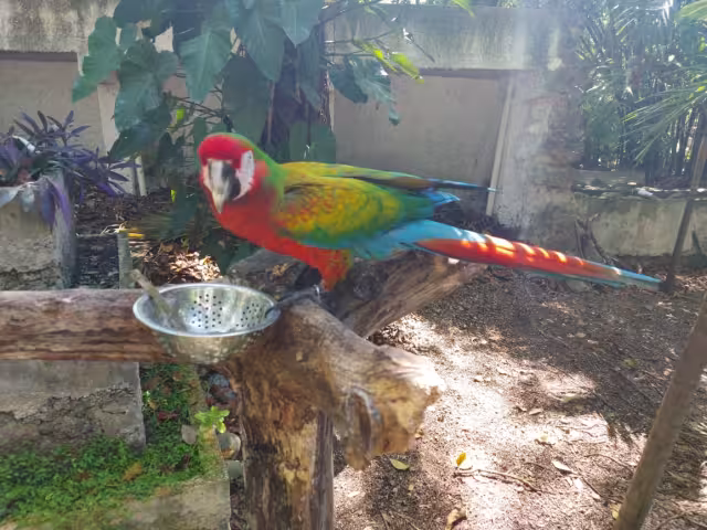 Imágenes de maltrato animal en el Jardín Zoológico Payo de Chetumal son falsas: Biólogo