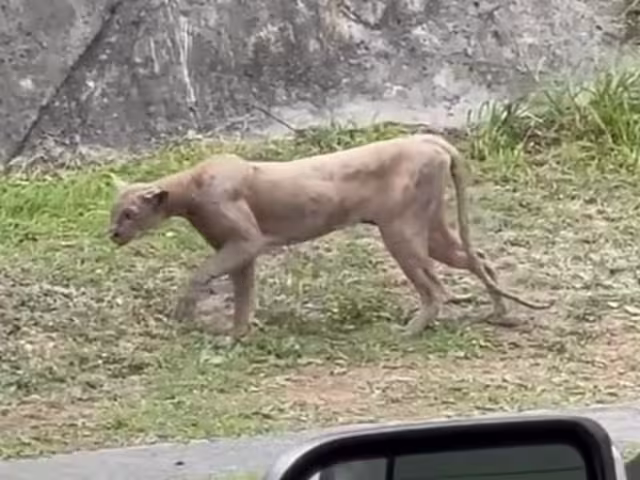 Vecinos de la zona reportaron que no es la primera vez que se avista a este tipo de fauna en el área