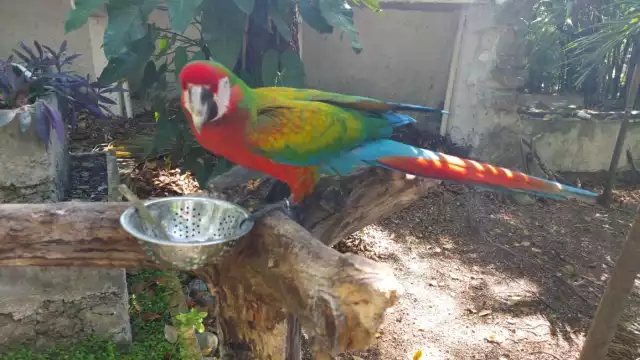 Imágenes de maltrato animal en el Jardín Zoológico Payo de Chetumal son falsas: Biólogo