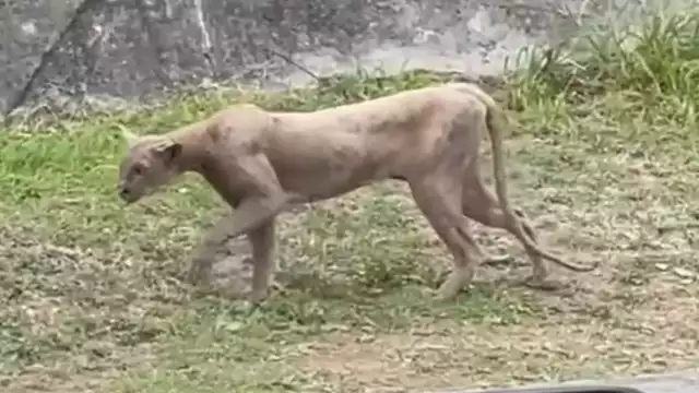 Vecinos de la zona reportaron que no es la primera vez que se avista a este tipo de fauna en el área