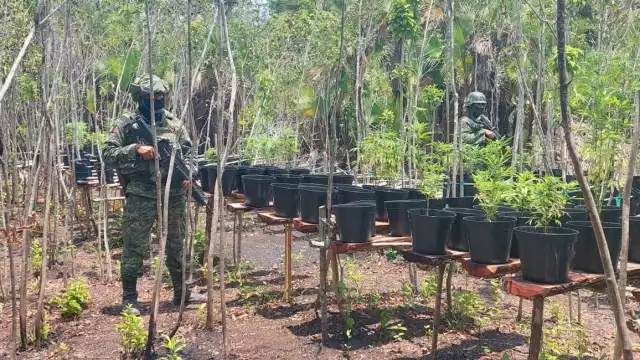 Es el primer invernadero de este tipo que se localiza en el Sur de Quintana Roo