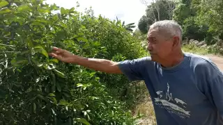 Los lugareños afirman que se coordinan para cuidar sus sembradíos para evitar robos