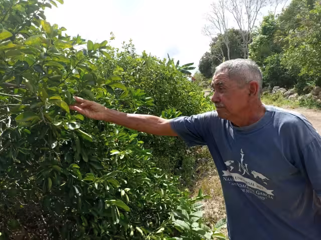 Los lugareños afirman que se coordinan para cuidar sus sembradíos para evitar robos