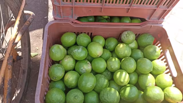 Vendedores de Oxkutzcab se dicen beneficiados por la alta demanda