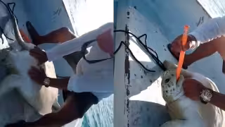 Pescador de Isla Mujeres salva a tortuga marina tras realizarle “RCP": VIDEO