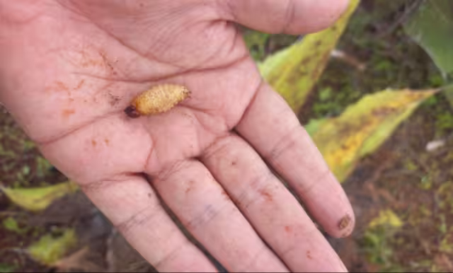 Secretaría de Salud informa que en Mérida e Izamal detectan gusano barrenador en humanos