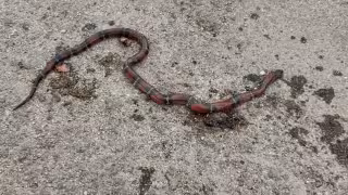 La especie abunda en zonas pedregosas.