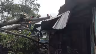 Árbol cae en  la comunidad de la Reveza y destruye dos casas