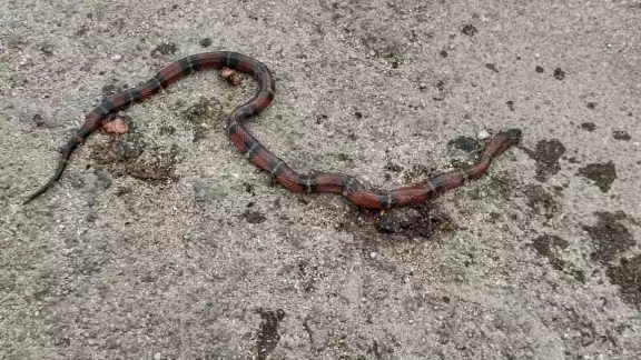 La especie abunda en zonas pedregosas. La especie abunda en zonas pedregosas.