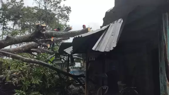 Árbol cae en la comunidad de la Reveza y destruye dos casas Árbol cae en la comunidad de la Reveza y destruye dos casas