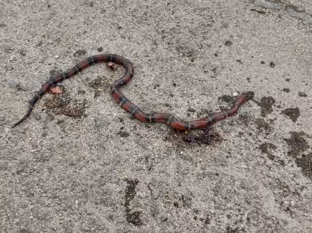 La especie abunda en zonas pedregosas.