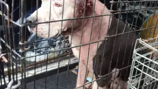 Niño de siete años muere atacado por dos pitbull en Chalco, Edomex