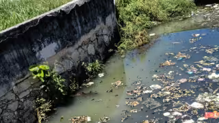 Avistan cocodrilos entre aguas contaminadas frente a Semabicce en Campeche