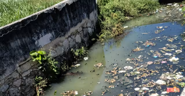 Vecinos exigen rescate de cocodrilos en Campeche