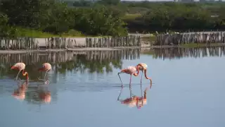 Durante las tardes en vacaciones de Semana Santa, los flamencos se encuentran cerca de las rías