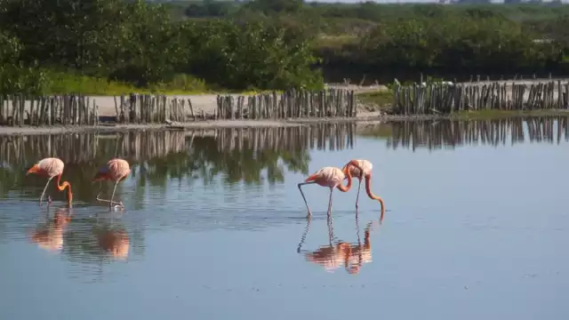 Durante las tardes en vacaciones de Semana Santa, los flamencos se encuentran cerca de las rías