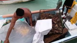 Frente Frío 28 beneficia a pesca de langosta en Isla Mujeres