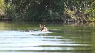 Captan venado en Chetumal cruzando a Belice
