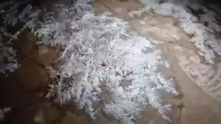 ¿Nieve en Felipe Carrillo Puerto? Habitantes de Cancepchén reportaron misteriosa escarcha