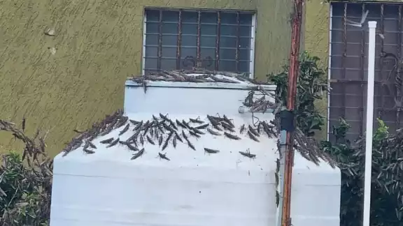 Las langostas se han posado en los tinacos y antenas Las langostas se han posado en los tinacos y antenas