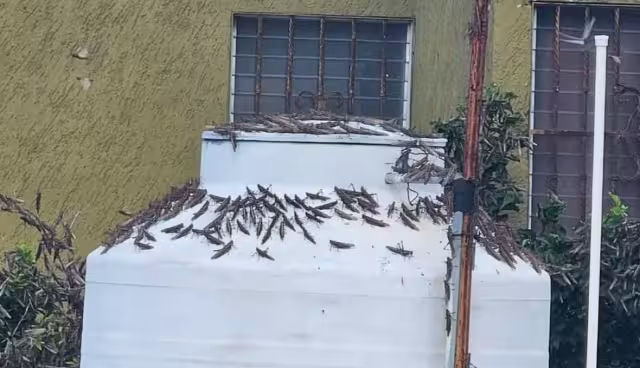 Las langostas se han posado en los tinacos y antenas