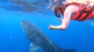 Esperan más de 800 tiburones ballenas en próxima temporada en Isla Mujeres