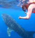 Turismo de naturaleza: nado con tiburón ballena costará 149 dólares