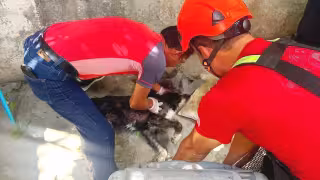 Bomberos de Cancún atienden cada vez más rescates de fauna silvestre y mascotas