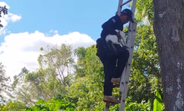 Operativo exitoso: gatito rescatado a 12 metros de altura