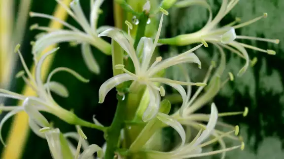 La sansevieria trifasciata, es mejor conocida como lengua de vaca, espada de San Jorge o lengua de tigre La sansevieria trifasciata, es mejor conocida como lengua de vaca, espada de San Jorge o lengua de tigre