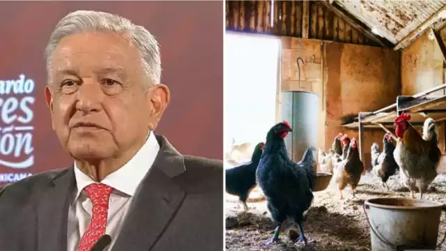 AMLO compartió el reporte de la Secretaría de Agricultura sobre la gripe aviar y anunció medidas, pero rechazó que sea un riesgo para la salud pública