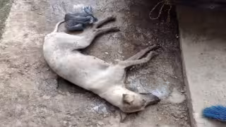 Familias de Conkal temen por envenenamiento de perros en la zona