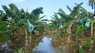 Peligran los pibipollos en Campeche ante la escasez de hoja de plátano