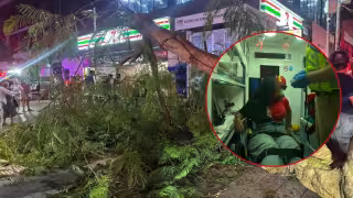 ¡Festejo por el triunfo de México termina en susto! Caída de árbol dejó dos heridos en Playa del Carmen