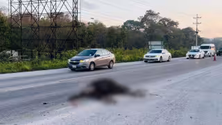 Dos caballos mueren tras ser arrollados por vehículos en la carretera Puerto Morelos-Cancún