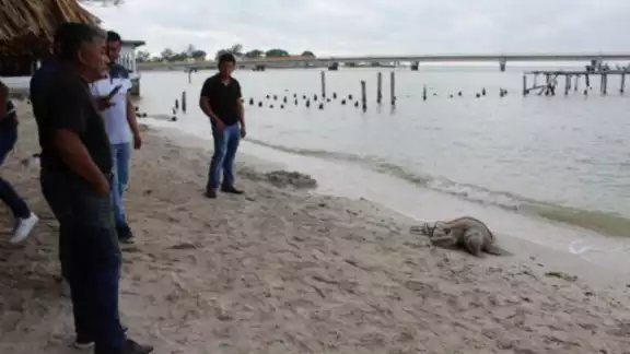 Detectan plaguicidas prohibidos en la Laguna Términos en Ciudad del Carmen, Campeche Detectan plaguicidas prohibidos en la Laguna Términos en Ciudad del Carmen, Campeche
