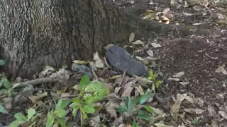 Al lugar arribaron elementos de la policía estatal