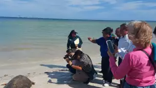 Se pide a los turistas no tomar fotos con fl ash o intentar devolverlas al mar, ya que eso podría ocasionar que pierdan sus productos