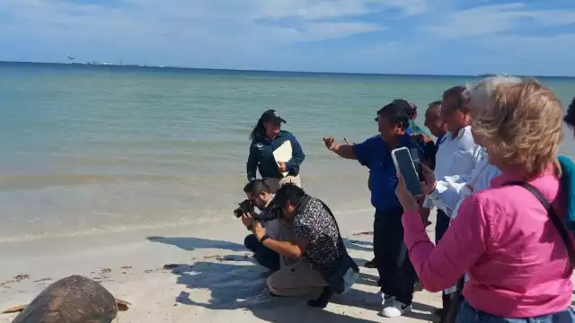 Se pide a los turistas no tomar fotos con fl ash o intentar devolverlas al mar, ya que eso podría ocasionar que pierdan sus productos