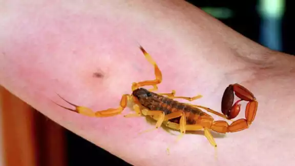 Las afectaciones se producen cuando los insectos o alimañas inoculan toxinas en el organismo y provocan una serie de alteraciones fisiopatológicas