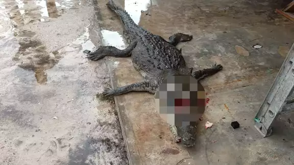 Un cocodrilo intentaba cruzar la carretera a la altura de Bahía Petempich, pero fue atropellado Un cocodrilo intentaba cruzar la carretera a la altura de Bahía Petempich, pero fue atropellado