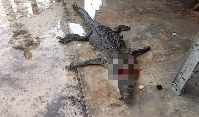 Un cocodrilo intentaba cruzar la carretera a la altura de Bahía Petempich, pero fue atropellado