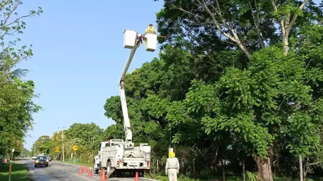 Personal de CFE realiza poda de árboles como parte del mantenimiento a la red eléctrica. Foto: Fernando Kantún