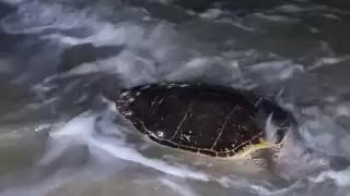 Uno de los animales era de la especie Carey de más de 100 kilos y cuya muerte pudo haberla causado algún depredador. La Policía Ecológica se hizo cargo