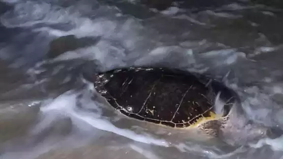 Uno de los animales era de la especie Carey de más de 100 kilos y cuya muerte pudo haberla causado algún depredador. La Policía Ecológica se hizo cargo Uno de los animales era de la especie Carey de más de 100 kilos y cuya muerte pudo haberla causado algún depredador. La Policía Ecológica se hizo cargo