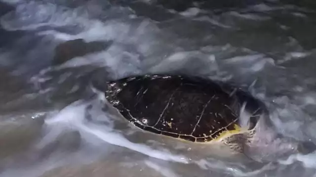 Uno de los animales era de la especie Carey de más de 100 kilos y cuya muerte pudo haberla causado algún depredador. La Policía Ecológica se hizo cargo