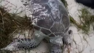 A pesar de que la tortuga verde llegó sin partes de su cuerpo, se descarta que fuera atacada